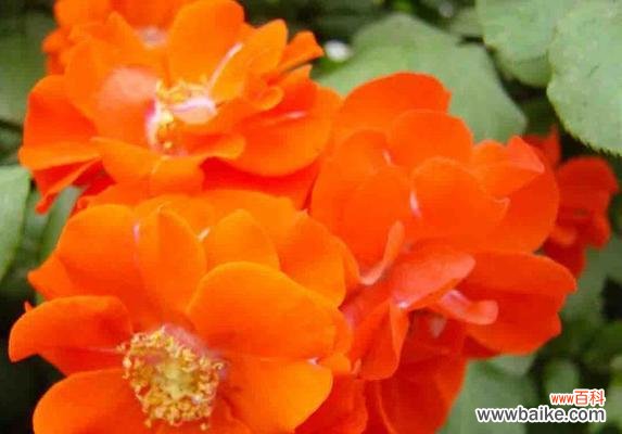 朋友送的橘红色的花寓意是什么？橘红色花代表什么？