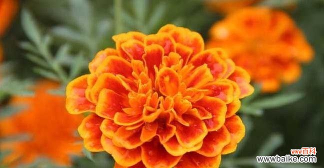 解读万寿菊的花语，感悟生命的坚韧与美丽 万寿菊花语的深意与文化内涵