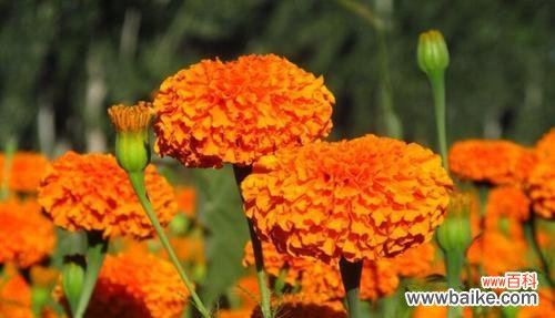 解读万寿菊的花语，感悟生命的坚韧与美丽 万寿菊花语的深意与文化内涵