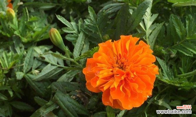 万寿菊，寓意无尽的幸福和长寿的美丽 万寿菊的花语传达着祝福和长久的美好