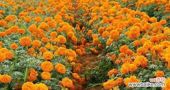 万寿菊，寓意无尽的幸福和长寿的美丽 万寿菊的花语传达着祝福和长久的美好