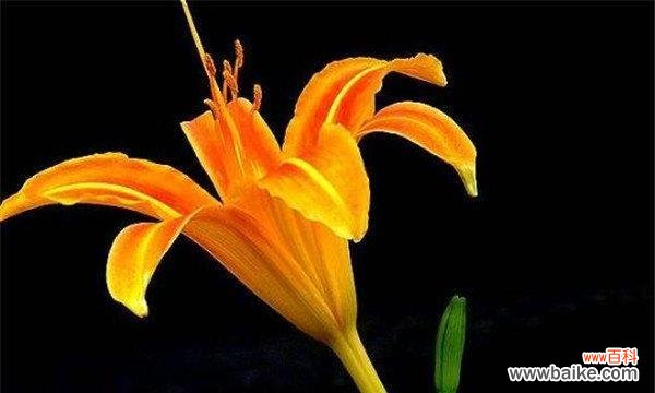 探寻忘忧草的秘密，了解其神奇力量 忘忧草花语与传说