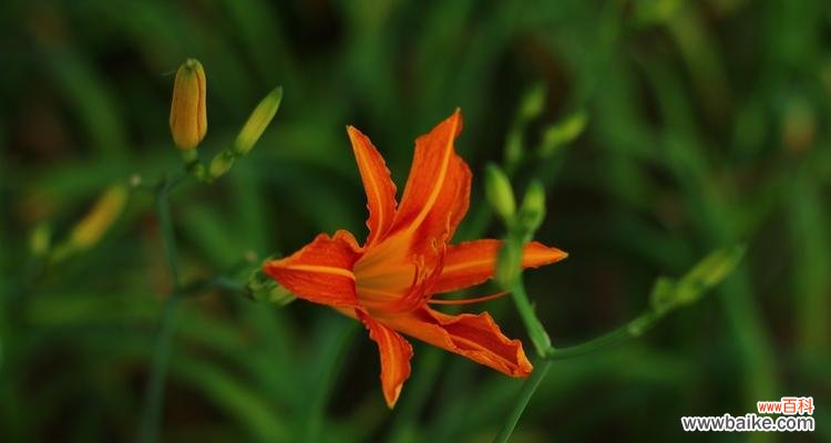 逐忧释怀,重新找回内心的宁静 忘忧草