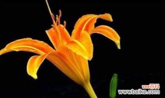 逐忧释怀，重新找回内心的宁静 忘忧草