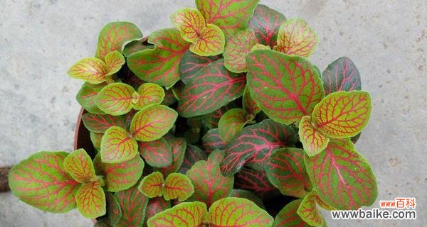 探索网纹草的象征意义，展示其在生活中的寓意 网纹草的寓意与象征——探究自由与坚韧的力量