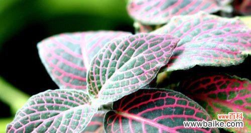 探索网纹草的象征意义，展示其在生活中的寓意 网纹草的寓意与象征——探究自由与坚韧的力量