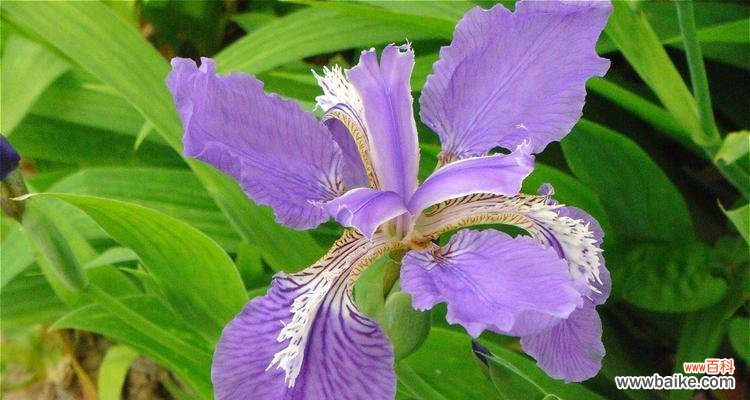 深入探索尾花鸢尾的象征意义和文化内涵 尾花鸢尾的花语与意义