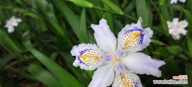 深入探索尾花鸢尾的象征意义和文化内涵 尾花鸢尾的花语与意义