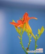 探索忘忧草的神奇力量，带给您全新的心灵体验 忘忧草的功效与使用方法