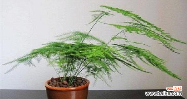 探索文竹在风水中的地位和象征意义 文竹的风水及寓意