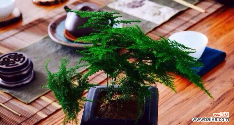 探索文竹在风水中的地位和象征意义 文竹的风水及寓意