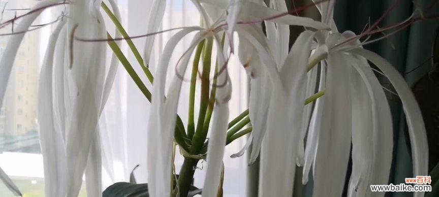 揭秘文殊兰花语的深刻内涵及其对人们的启发作用 文殊兰花语解读