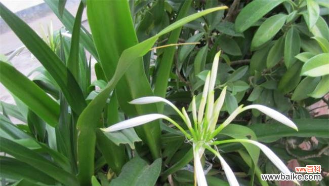 揭秘文殊兰花语的深刻内涵及其对人们的启发作用 文殊兰花语解读