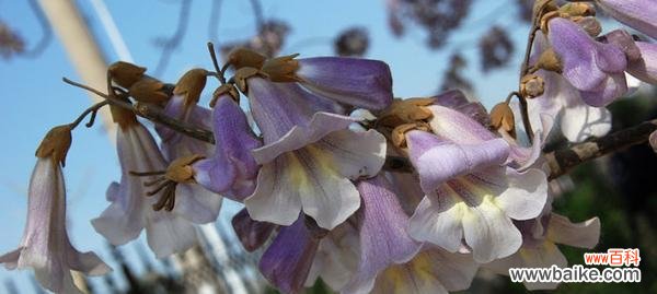 探寻梧桐的生命力与象征意义 梧桐的寓意与启示