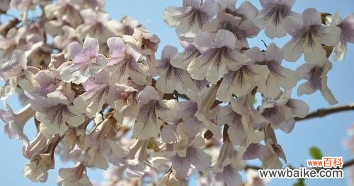 探寻梧桐的生命力与象征意义 梧桐的寓意与启示