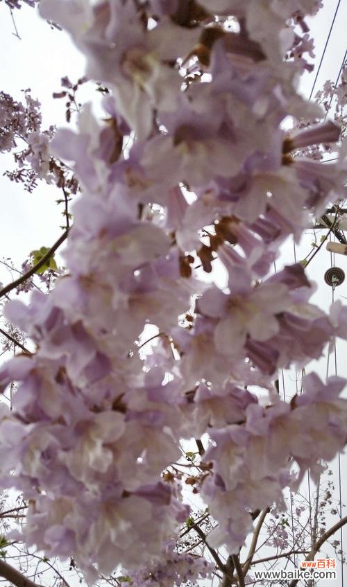 探寻梧桐的生命力与象征意义 梧桐的寓意与启示