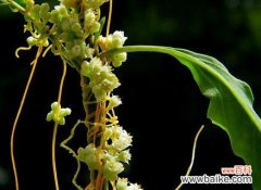 用花语传递无忧与欢愉 无忧花花语的象征意义