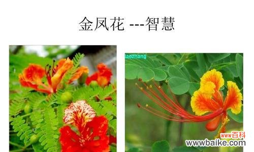 一朵花的微笑，点亮你的人生 无忧花的花语