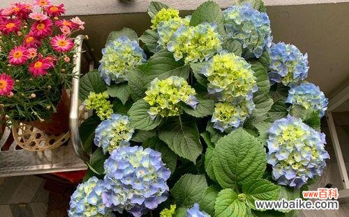 探寻夏绣球花的花语之谜 无尽夏绣球花的美丽与寓意