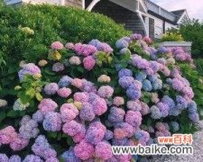 探寻夏绣球花的花语之谜 无尽夏绣球花的美丽与寓意