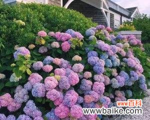 探寻夏绣球花的花语之谜 无尽夏绣球花的美丽与寓意