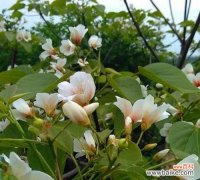 探索大自然中的智慧，领悟生活的真谛 梧桐树的寓意与人生哲理