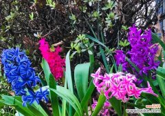 传递爱意和希望的花语之风信子 风信子的花语含义及象征意义