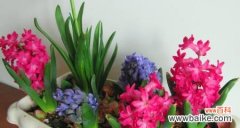 探寻风信子在文学 风信子的象征意义及其文化内涵