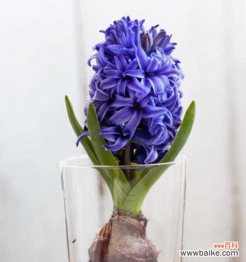 探寻风信子背后的深意与传承 风信子的象征意义与文化价值