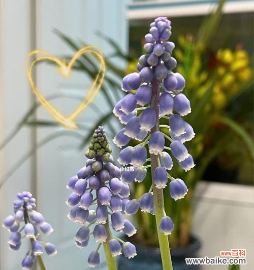 探索风信子的意义 风信子的寓意与生活启示