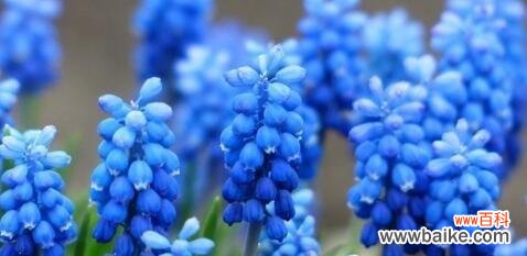 美丽的白色风信子传达着什么 白色风信子的花语和寓意