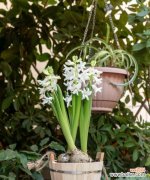 传说中的风信子花语及其美丽故事 风信子