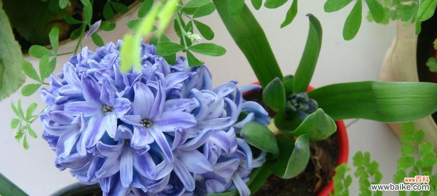 传说中的风信子花语及其美丽故事 风信子