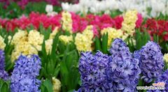 揭示风信子花朵的神秘语言 风信子的花语与寓意