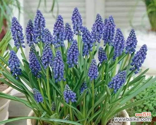 风信子花语的象征与寓意解析 风信子的花语