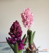 美丽花卉中的深意 风信子的象征意义