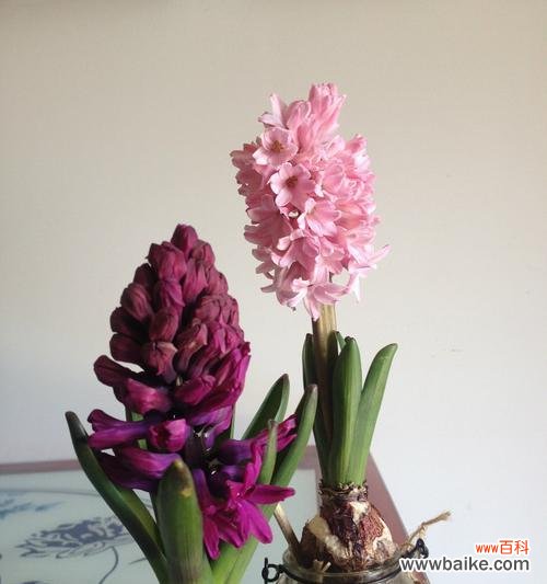 美丽花卉中的深意 风信子的象征意义