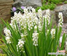 揭开风信子花朵的奥秘 风信子的寓意与象征意义