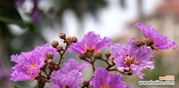 秋意浓 枫叶的花语