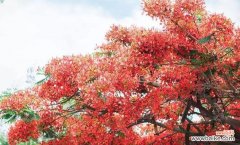 秋意浓 枫叶的花语