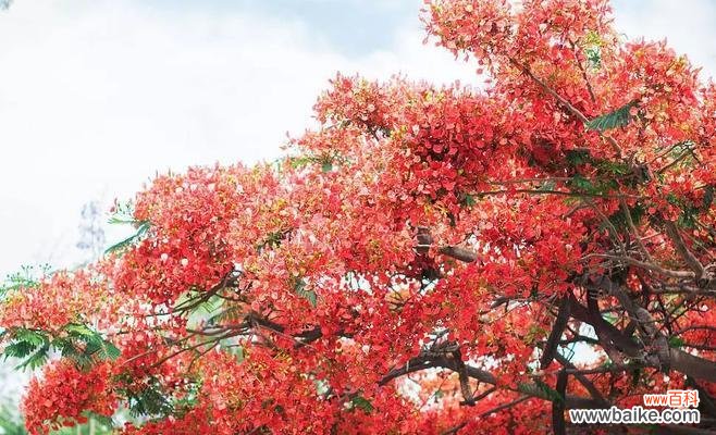 秋意浓 枫叶的花语