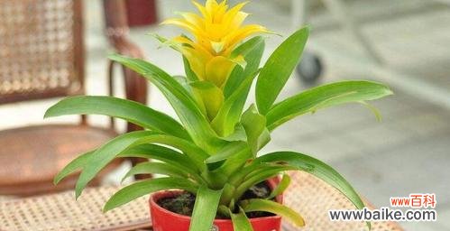 寓意吉祥的凤梨花 凤梨花的花语