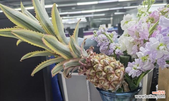 寓意吉祥的凤梨花 凤梨花的花语