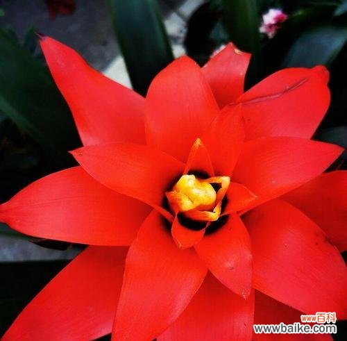 寓意吉祥的凤梨花 凤梨花的花语