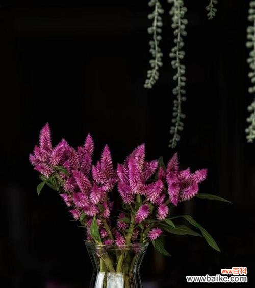 神秘、高雅、繁荣 凤尾花的丰富寓意与象征意义