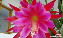 神秘、高雅、繁荣 凤尾花的丰富寓意与象征意义