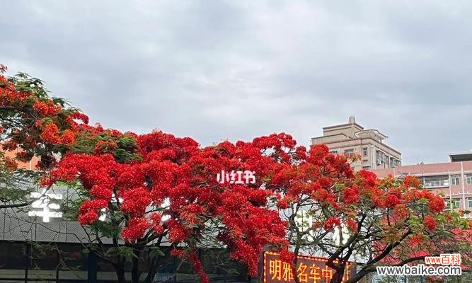 恢弘焚火中的凤凰花——凤凰花的生态特点与文化寓意 凤凰花
