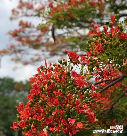恢弘焚火中的凤凰花——凤凰花的生态特点与文化寓意 凤凰花