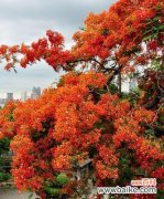 恢弘焚火中的凤凰花——凤凰花的生态特点与文化寓意 凤凰花