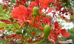 凤凰花的传奇故事与文化内涵 凤凰花的象征意义与美丽魅力